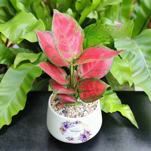 cach-trong-va-cham-soc-cay-van-loc---la-bua-may-man-giup-thang-tien-cong-danh-su-nghiep-21-1597933471-611-width600height600