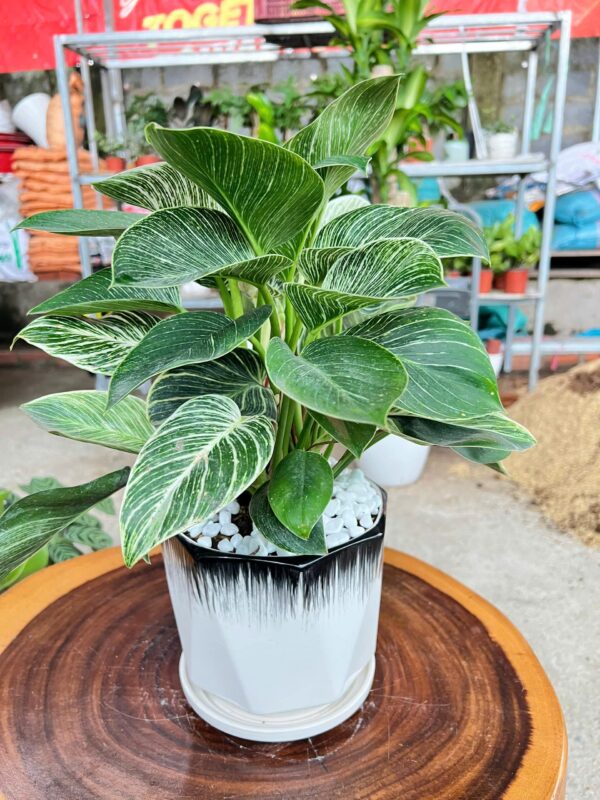 de-vuong-kim-cuong1-min-600x800