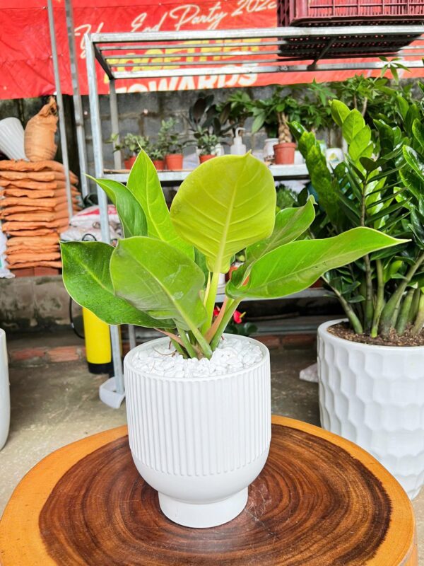 de-vuong-vang7-min-600x800