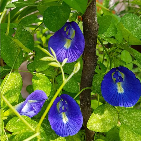 hinh-anh-ve-cay-hoa-dau-biec-1