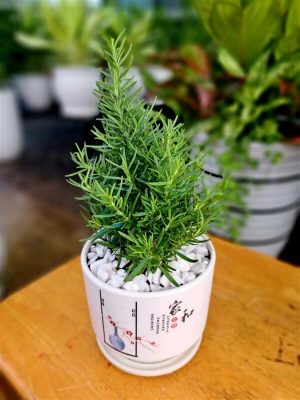 Hương Thảo chậu sứ