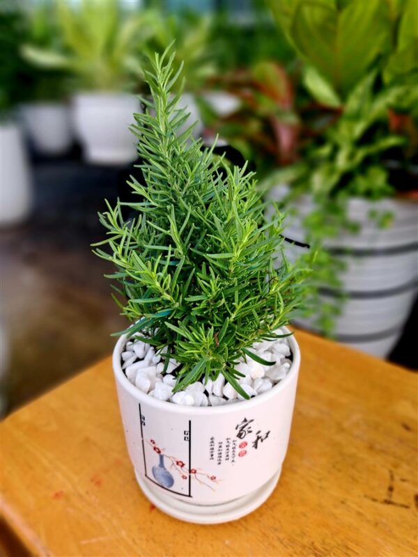 Hương Thảo chậu sứ