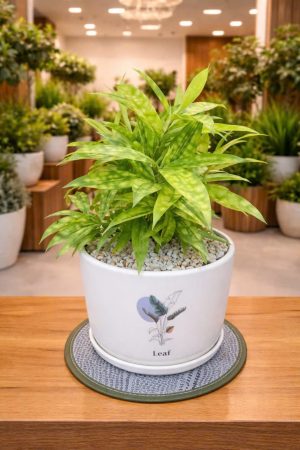 Cây Trúc Nhật Vàng