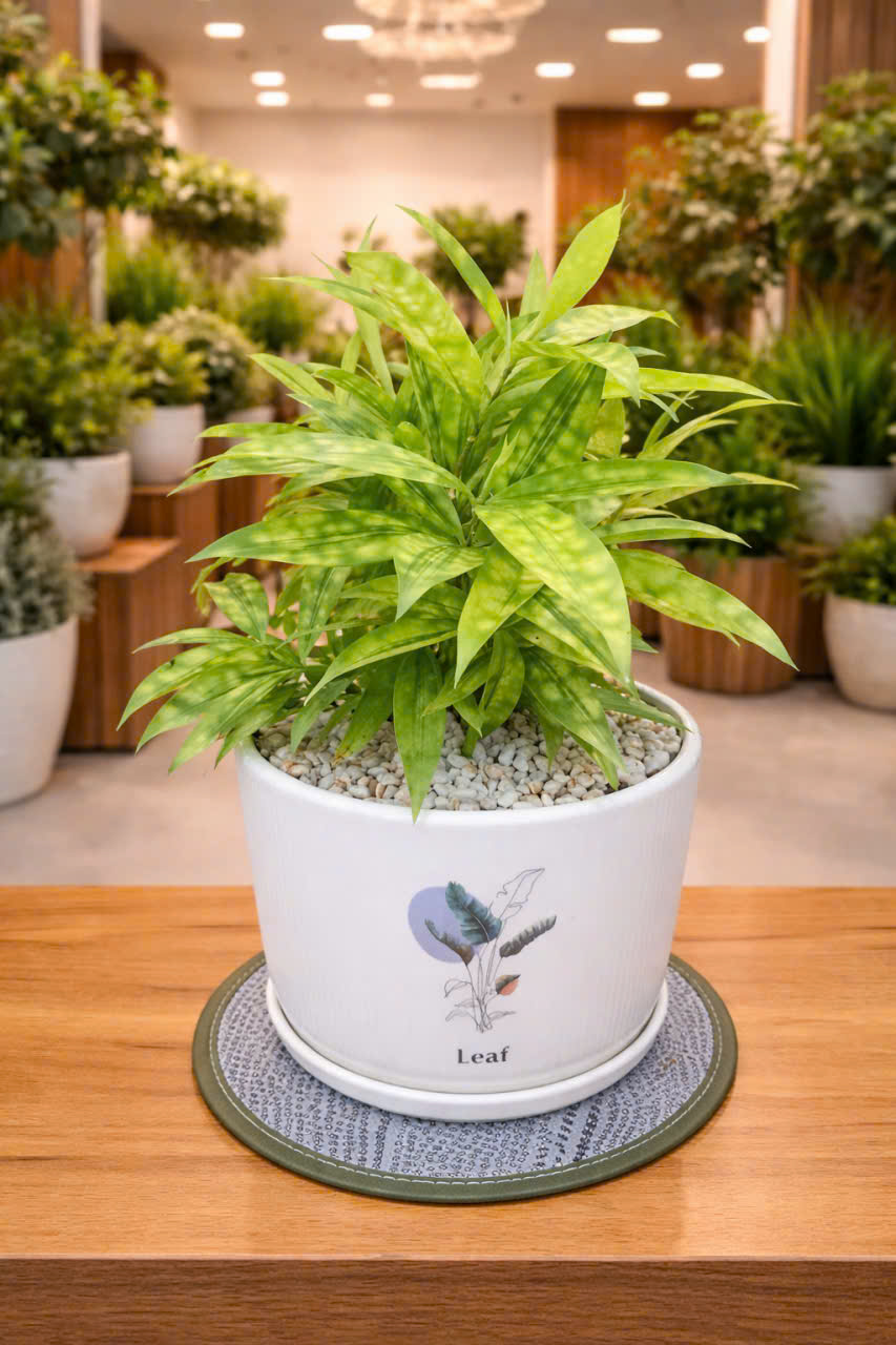 Trúc Nhật vàng1