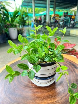 Cây Bình An mini 13cm