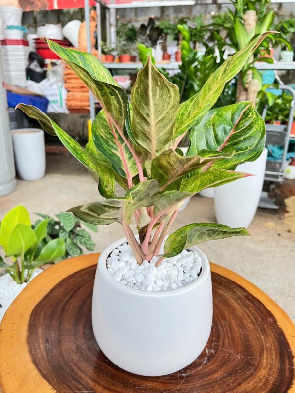 Cung Điện Hồng chậu sứ trắng