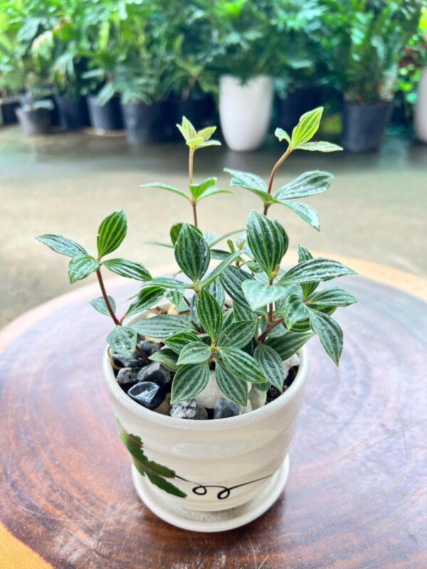 Cây hột xoàn chậu sứ để bàn