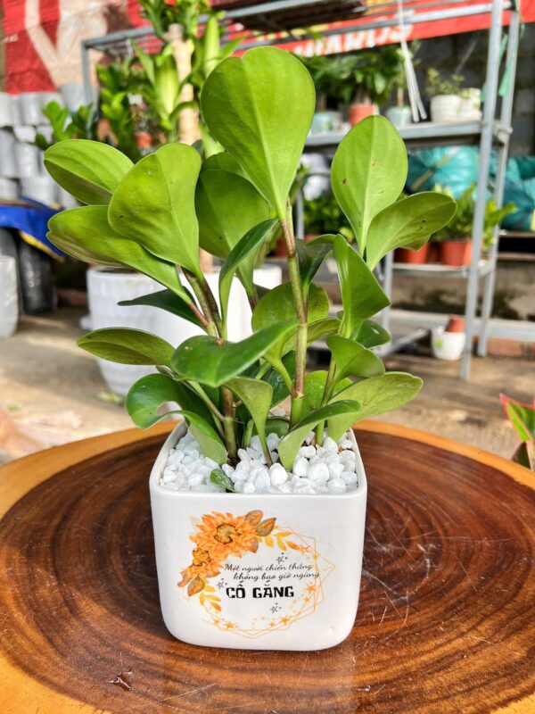 Cây Trường Sinh Đất