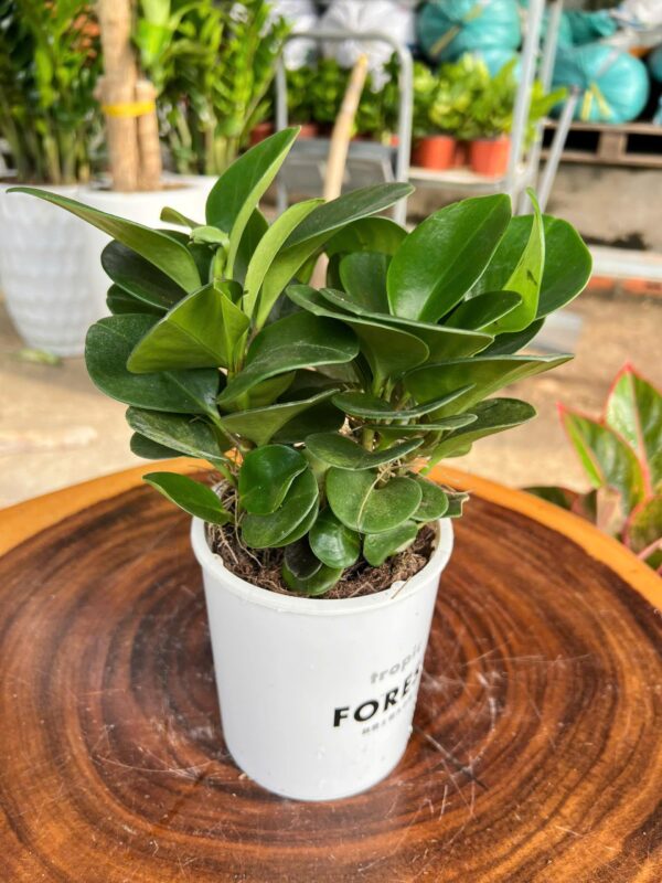 Cây Trường Sinh Thuỷ Sinh